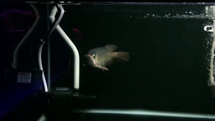 Cá Rồng Huyết Long Huy Thảo Yuki size 18 20cm 6517