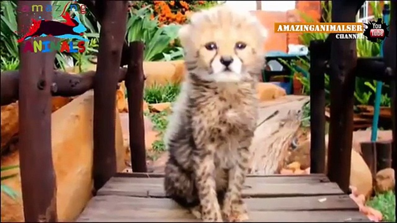 Cheetahs in the house. In the house of 14 cheetahs, 5 lions, 2 leopards 3 caracals/ Mega cat's house