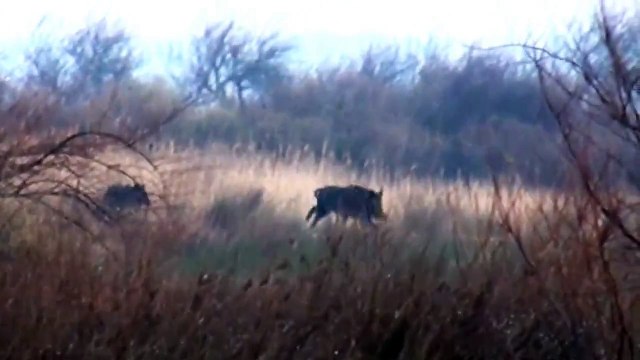 chasse aux sangliers et Tir de sangliers au ferme