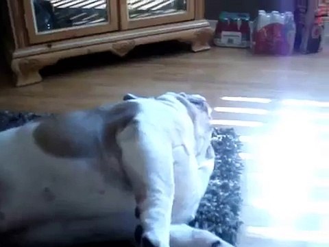 my dog twitching while hes sleeping