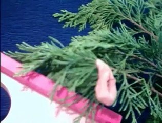 Life Cycle of A Butterfly