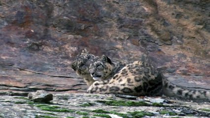 Snow Leopard Chasing a Goat [ EPIC FAIL!!! AWESOME!!! ] with nice music