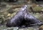 Baby Seals Enjoy a Natural Slip N' Slide