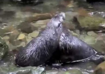 Baby Seals Enjoy a Natural Slip N' Slide