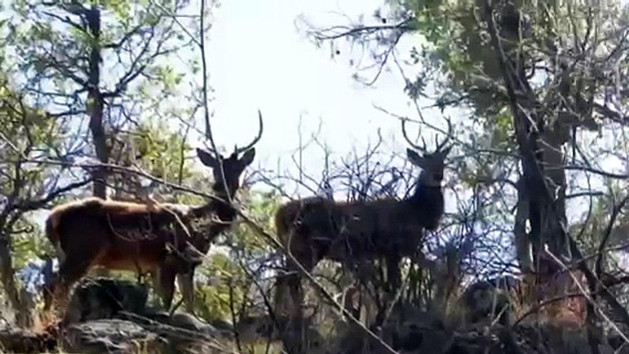 Rancho la tiznada