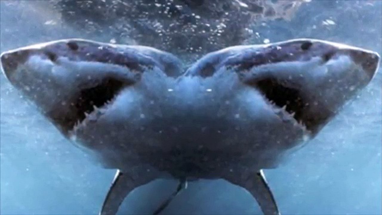 TWO HEADED SHARK!!