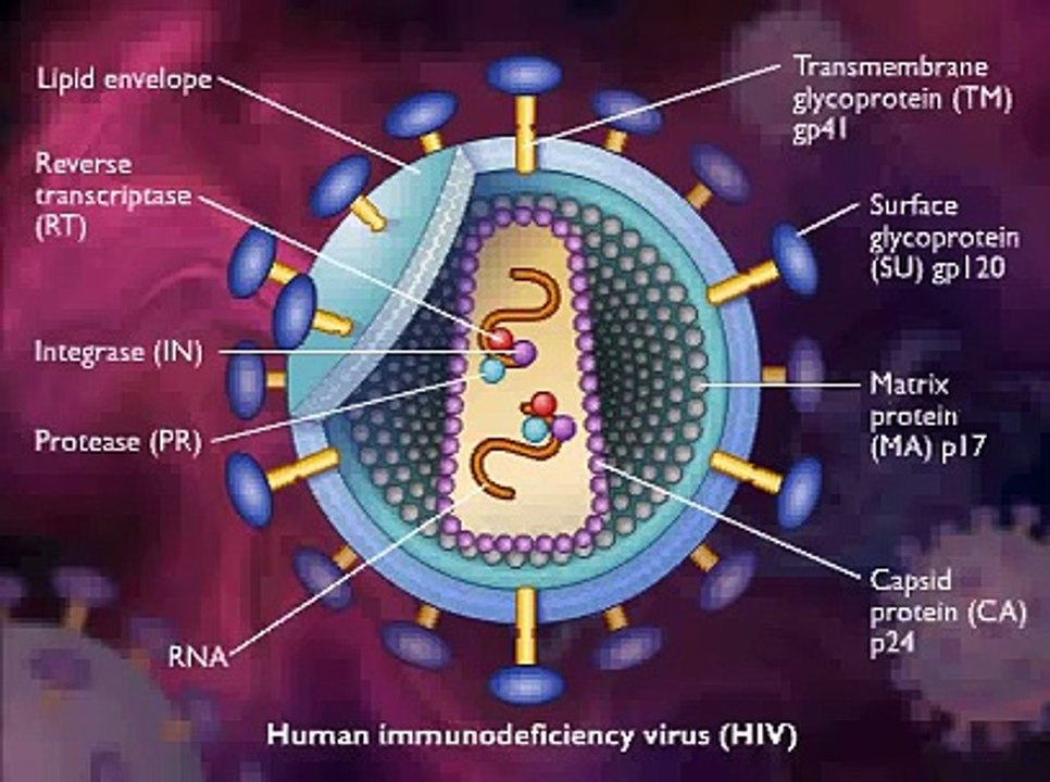 HIV / AIDS Replication Animation Video
