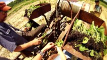 planting tobacco on the farm