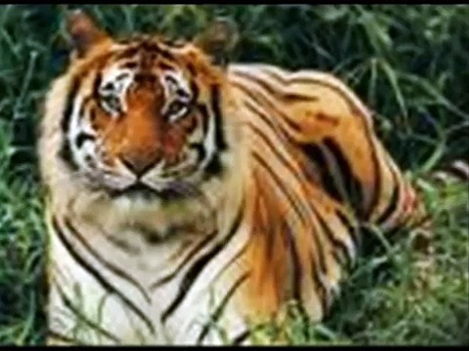 ma timro sahar chhodi ( bhu dai)
