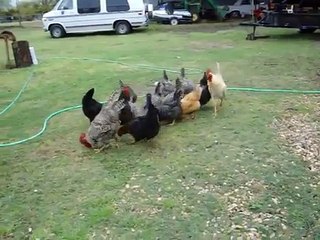 Roosters Fighting
