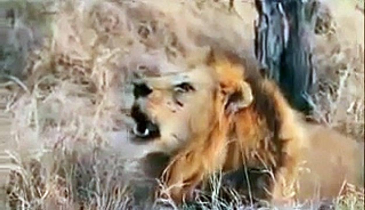 Animal attack lions Two new cubs, pregnant liones wild NEW@croos
