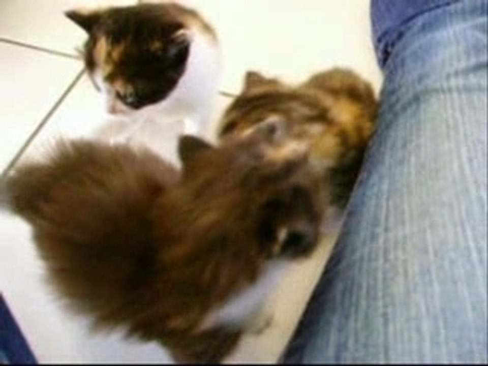 Chaton