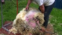 Mouton - comment tondre les moutons? Sheep