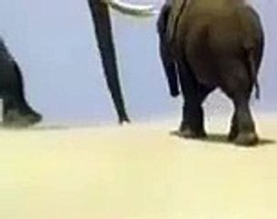 Old IBM Commercial with 2 elephants