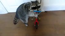 World's most talented raccoon is proud of it's talent!