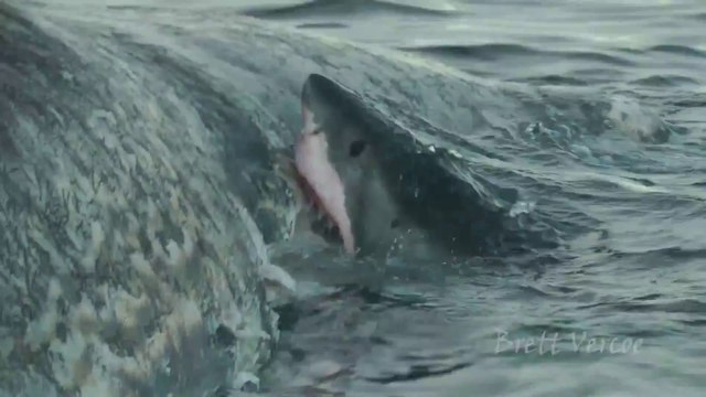 Sharks Feasting On huge sperm whale Carcass