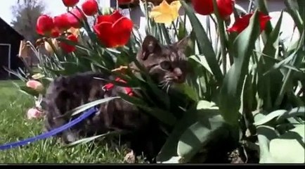 Cats 101: Manx