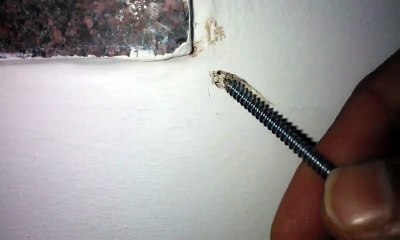 Solider-termite-control-pest-control-in-mumbai