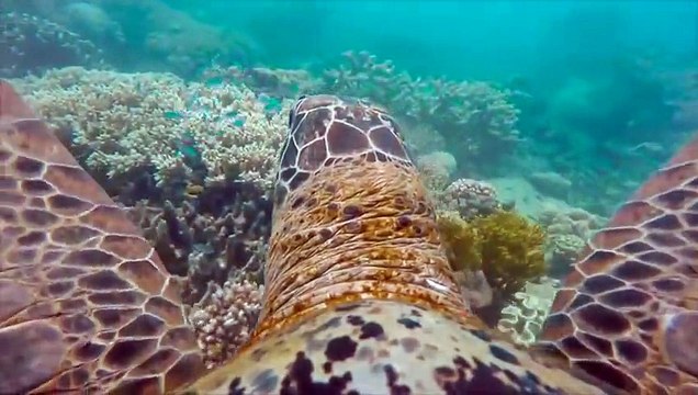 Découvrir la grande barrière de corail à travers les yeux d'une tortue - Magique