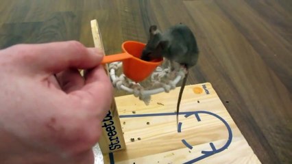 Une souris dressée comme un chien mais encore plus adorable