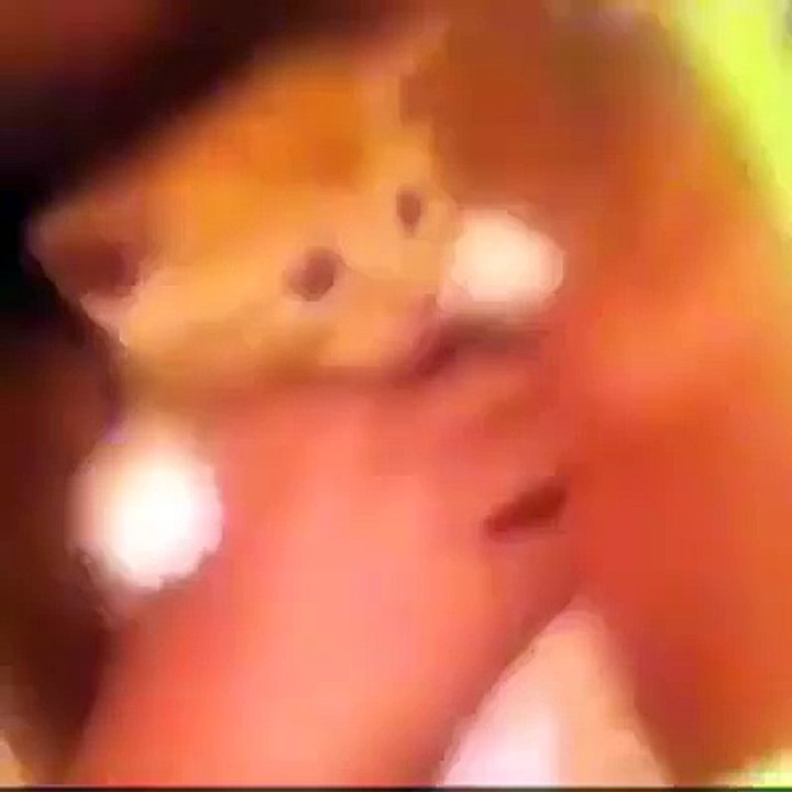 This Cat Literally Just Said Wassup