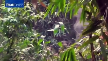 Incredible Moment Tourist Man Stops Elephant