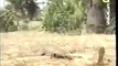 Top fighting - Cobra vs Mongoose Fight to Death