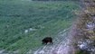 Perfect shot on wild boar hunting-Chasse au sanglier coup-Wildschwein jagd schuss Polowanie na dziki