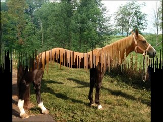 Quarter Horse Breed!