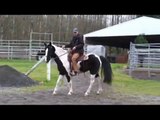 Flashy Spotted Mountain Horse gelding for sale: Shadow
