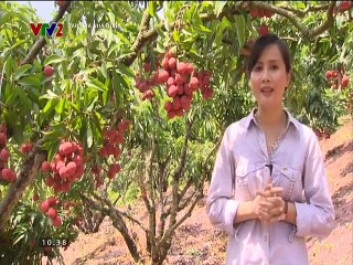 Kinh nghiệm cho vải ra quả trên thân cây