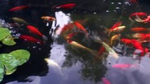 Koi Carp Fish In Pond (Cyprinus carpio)