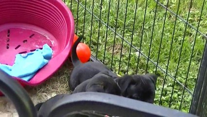 77ème vidéo Le parc d'extérieur avec la 20ème portée de Staffordland