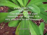 Herbal Medicine - Euphorbia ligularia - Natural Remedy for Pertusis