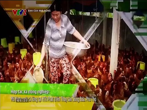 Bạn của Nhà nông ngày số 80 năm 2015, phần 1: mô hình chăn nuôi dê hiệu quả, mật ong Bình Liêu; liên kết sản xuất, chế biến nông sản xuất khẩu