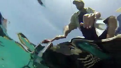 Sharktopus vs Whalewolf (trailer)