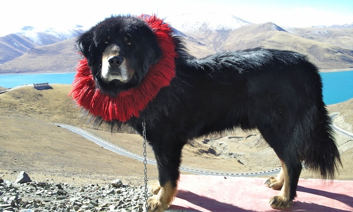Tibetan Mastiff Man’s best friend
