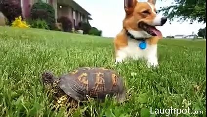 Dog thinks he's sleeping next to a rock, but(must watch)