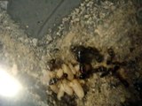 Camponotus noveboracensis Queen Laying an Egg [HD]