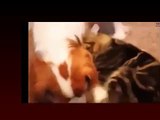 Best Of Funny Cats Annoying Dogs Cute Animal Compilation