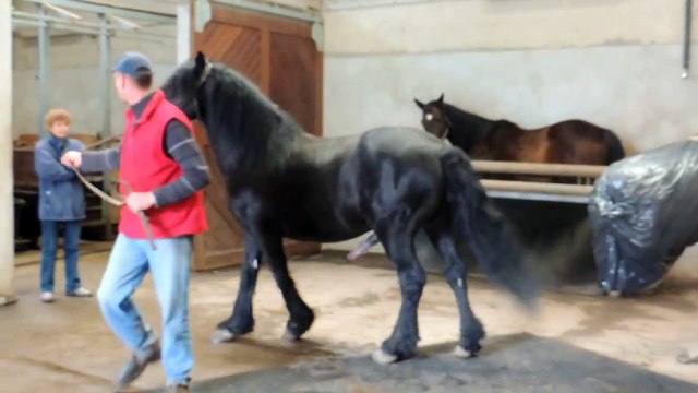 Saillie sur le mannequin au Haras National de Rodez.