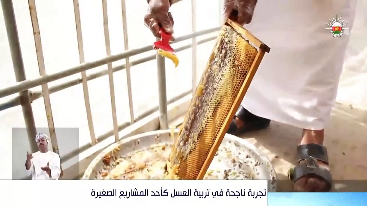 قصة نجاح لــ خليفة المعمري في تربية نحل العسل