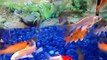 Aquarium fish tank, Butterfly Koi, Ghost Koi, Tench, Roach, Barbel.
