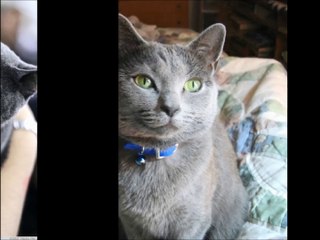 Russian Blue Cat!