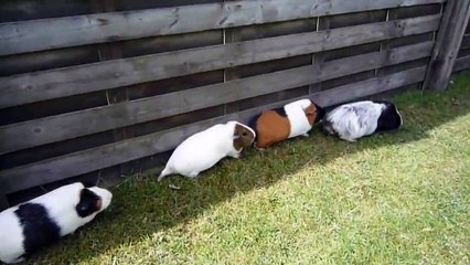 Guinea Pigs following each other in single file line