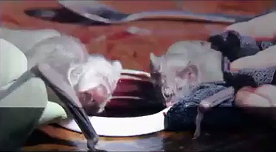 Vampire bats drinking