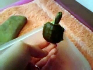 Broscuta testoasa cu tample rosii