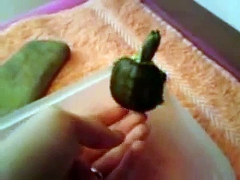 Broscuta testoasa cu tample rosii