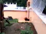 Red panda jump レッサーパンダのジャンプ