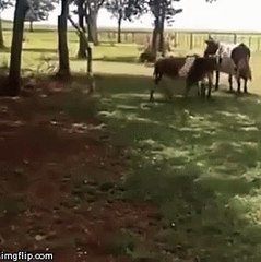 boğaya kafa tutan koç